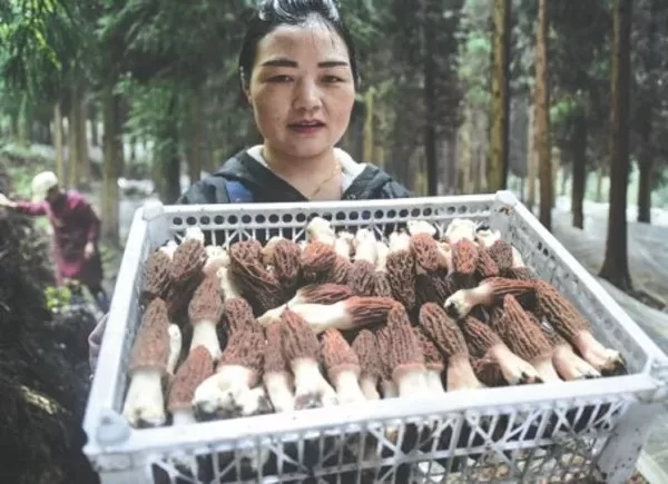 edible fungus industry stimulates rural revitalization in guiyang