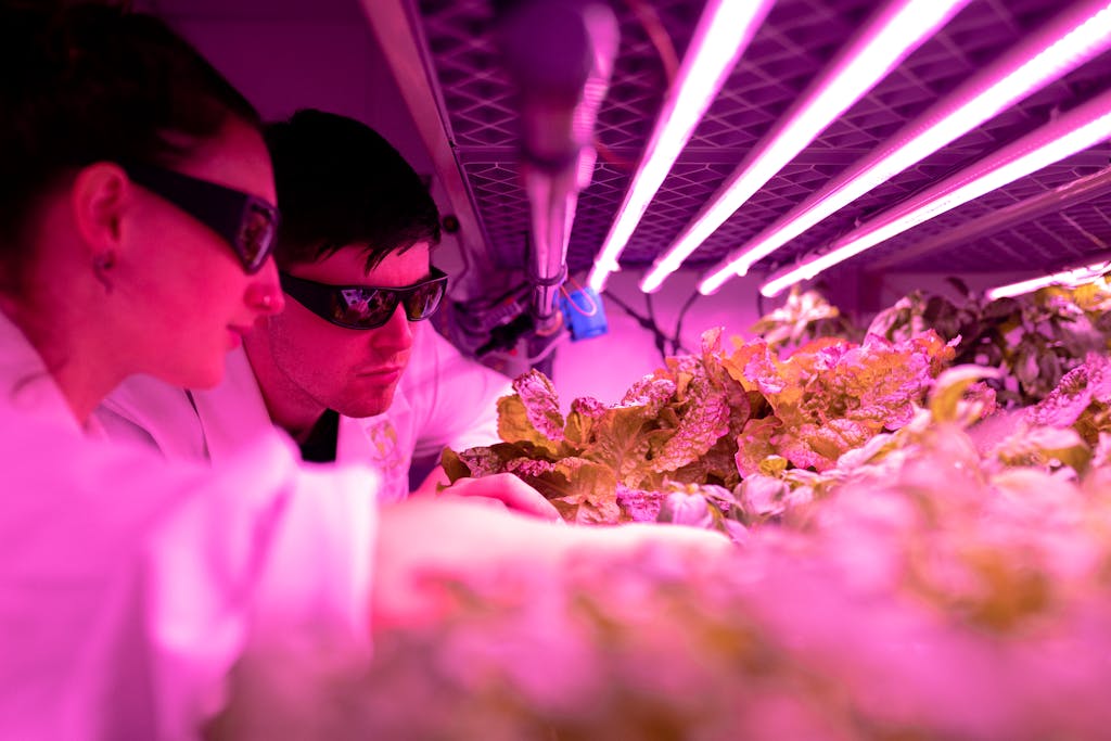 Scientist Checking Crops in Laboratory